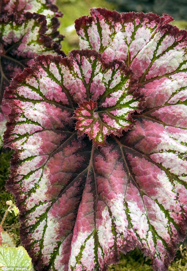 B. ‘Curly Helen Lewis’
